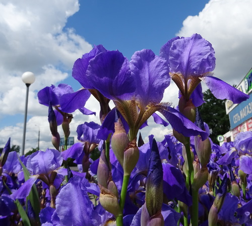 Ирисы