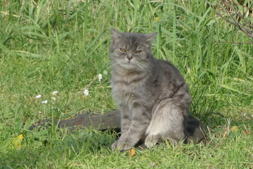Котик