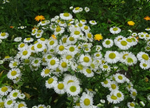 Мелколепестник