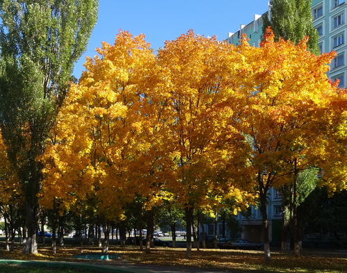 Золотая осень