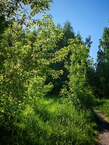 По дороге на дачу