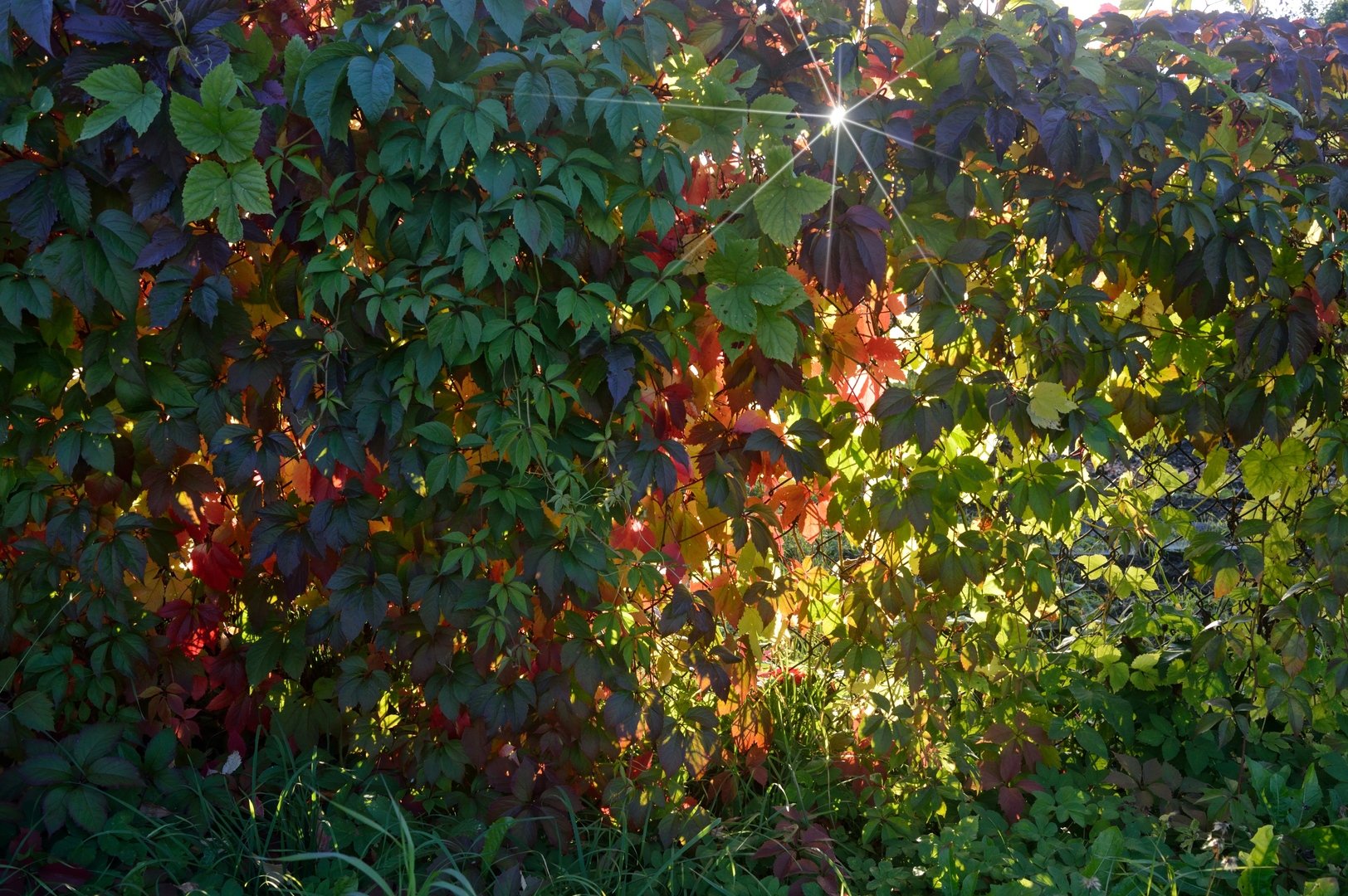 Миша сквозь листву глядит на старинный сад
