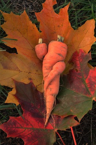 Любовь-морковь.