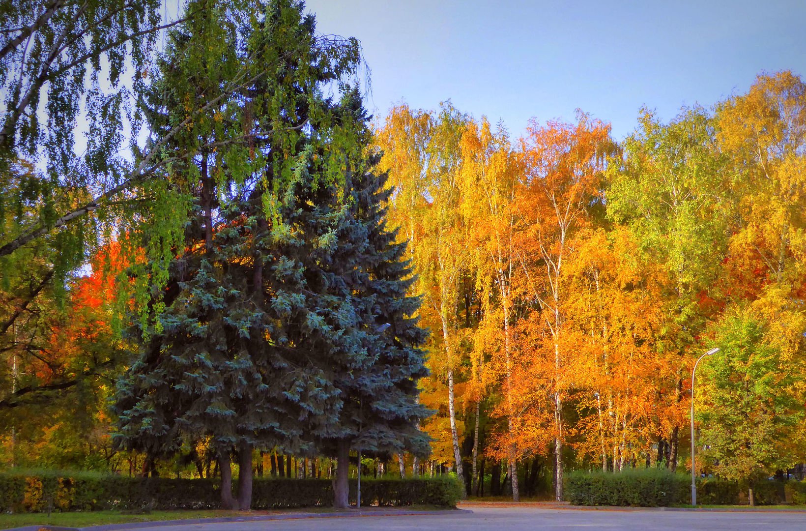 фото ели осенью