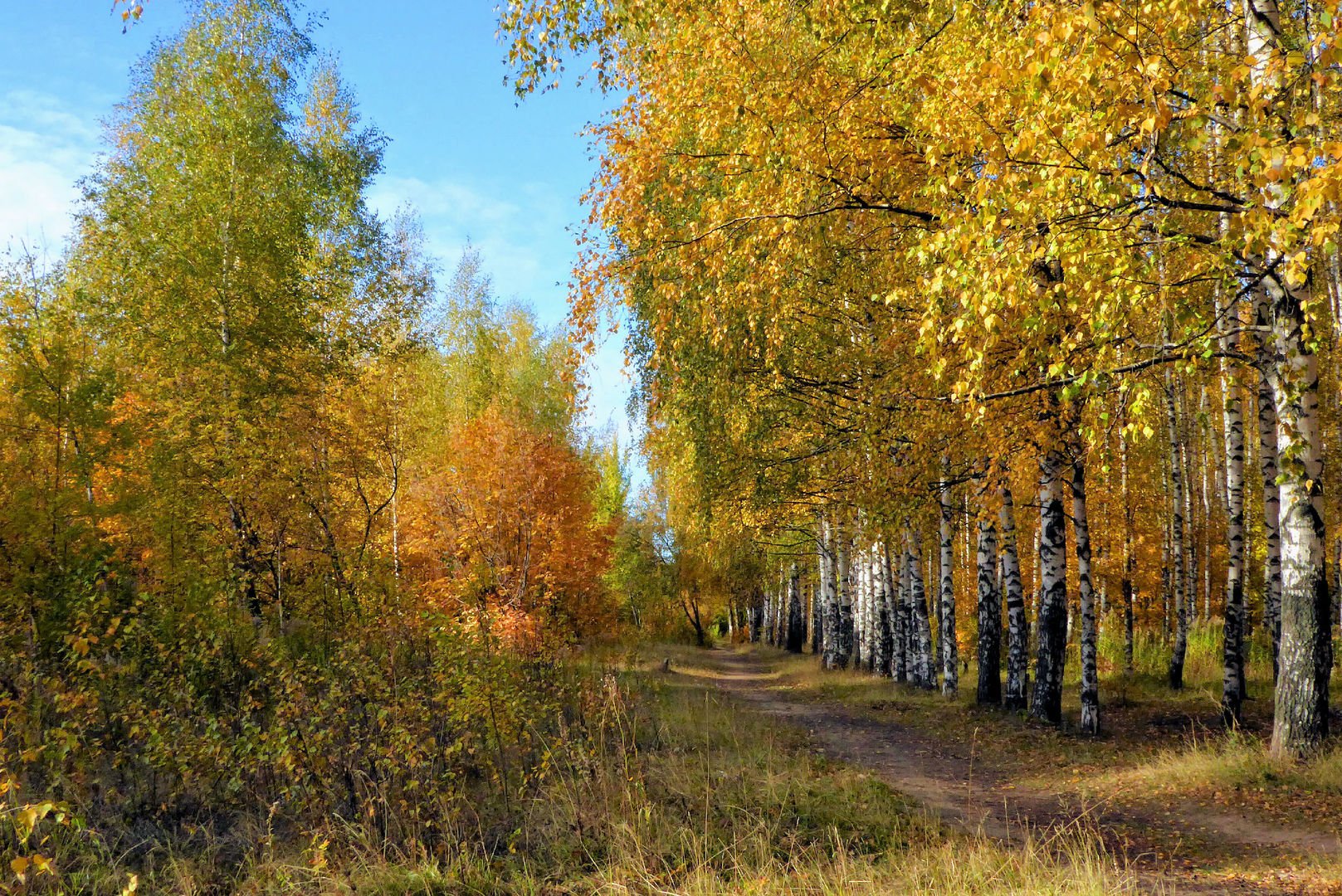 Осенняя Березовая Роща Фото