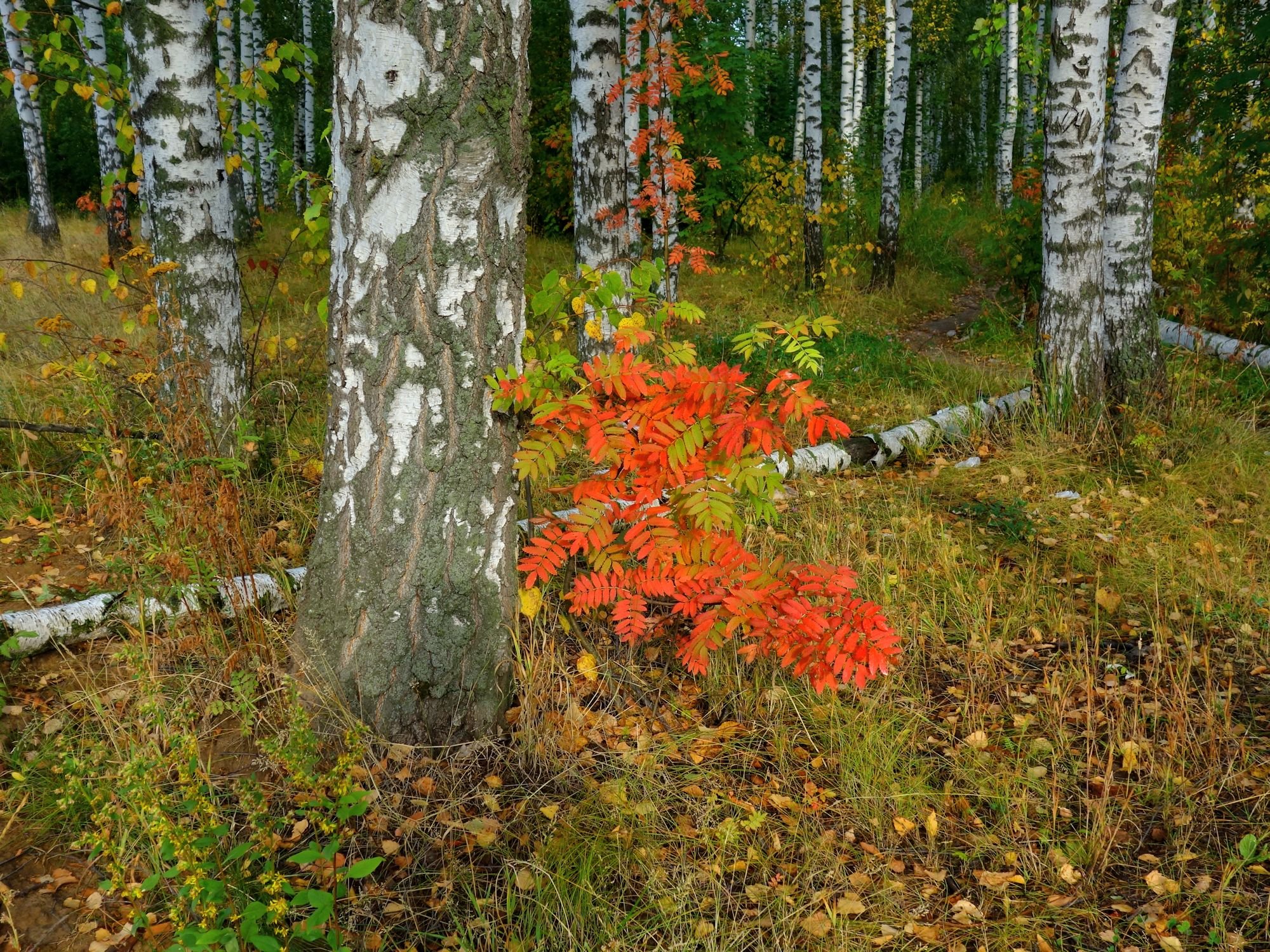 Осень по лесу шагает