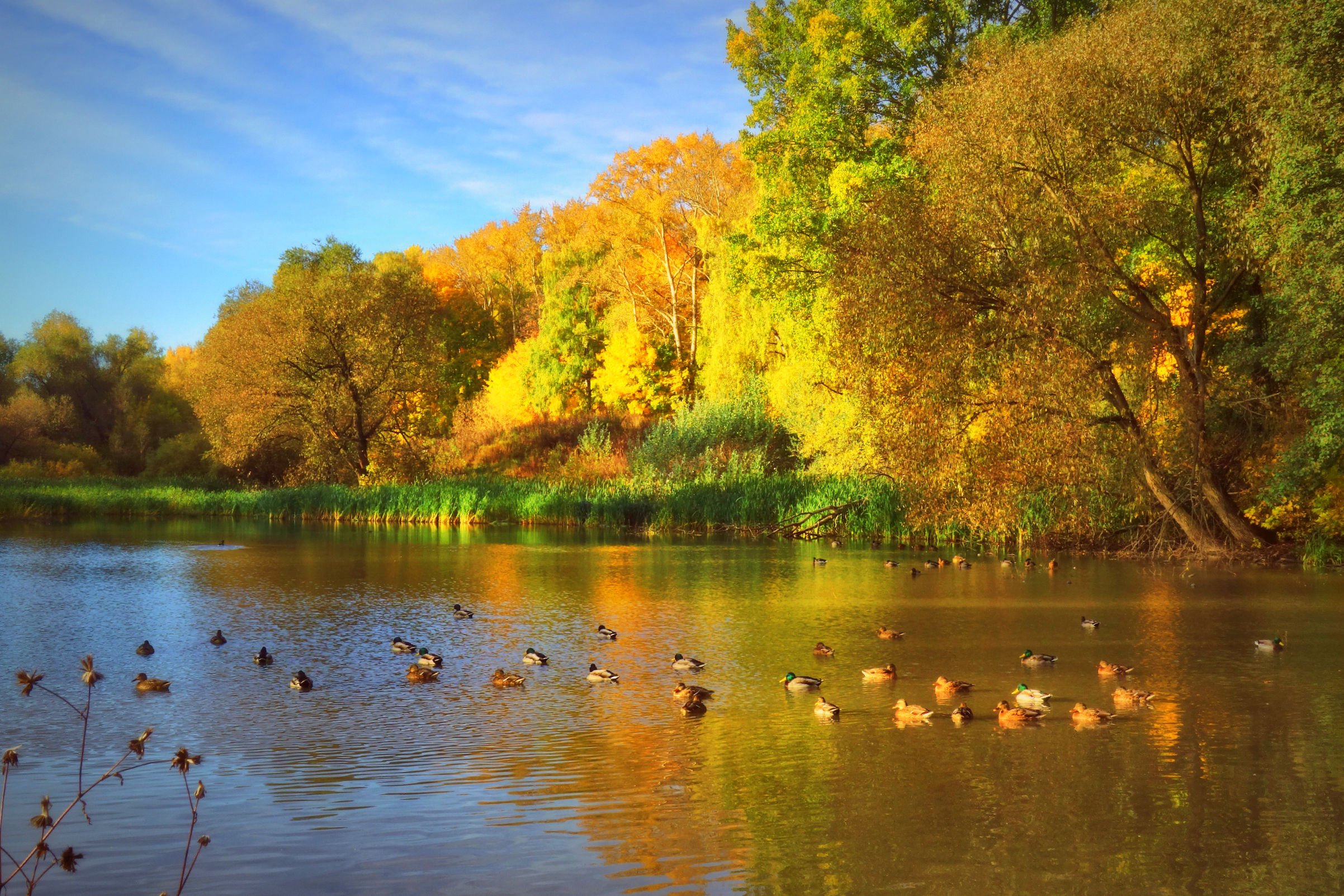 Осенний пруд с утками