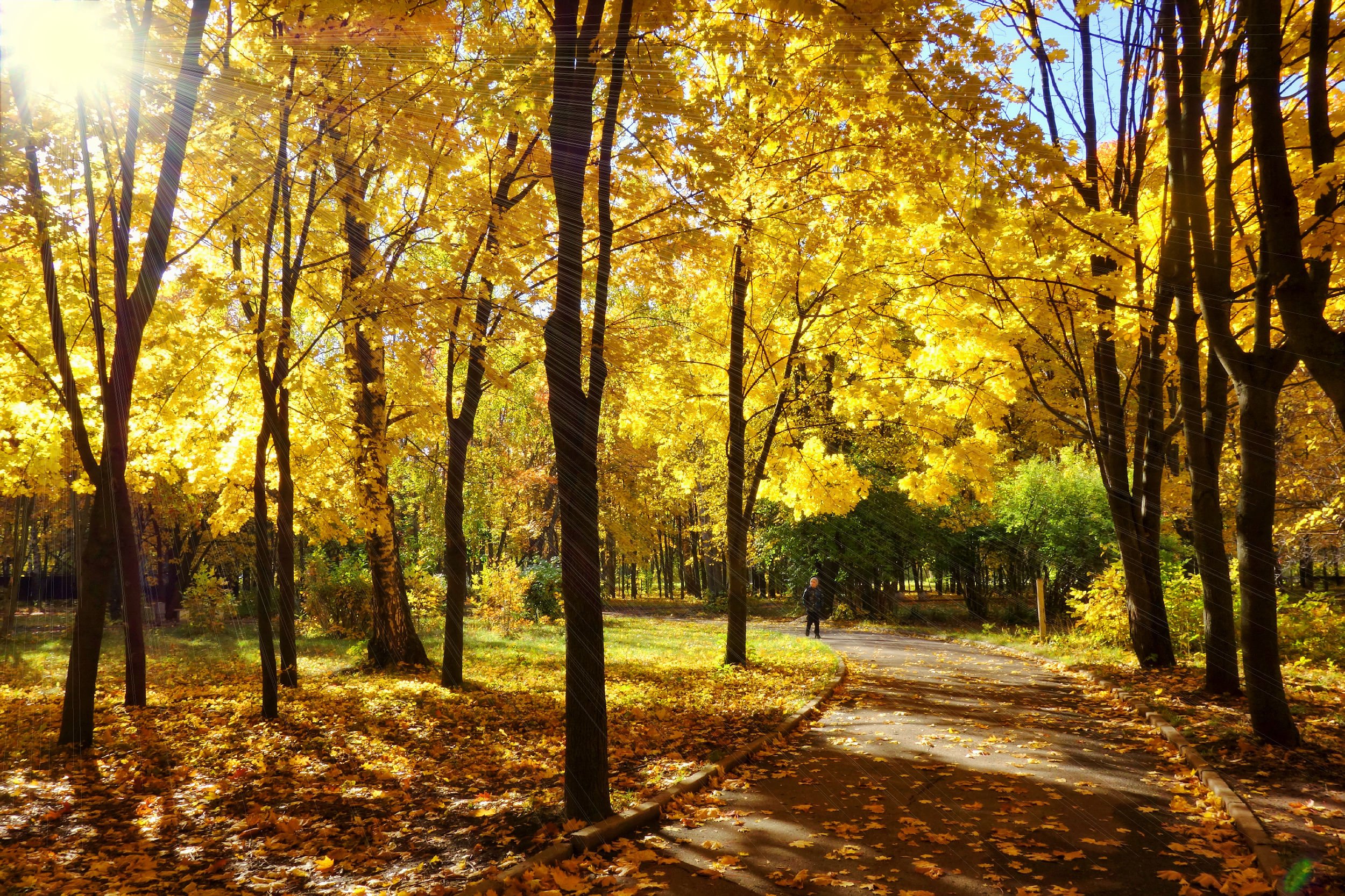 Осенний парк в Солнечный день
