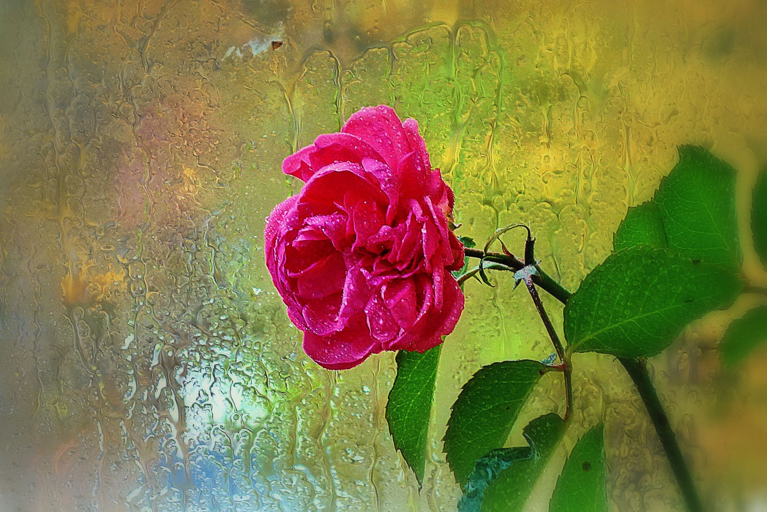 Роза под дождем картинки