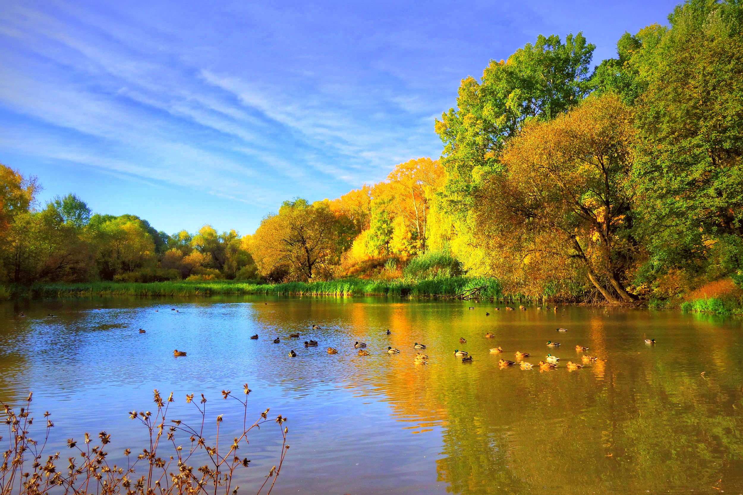 Золотая осень на пруду
