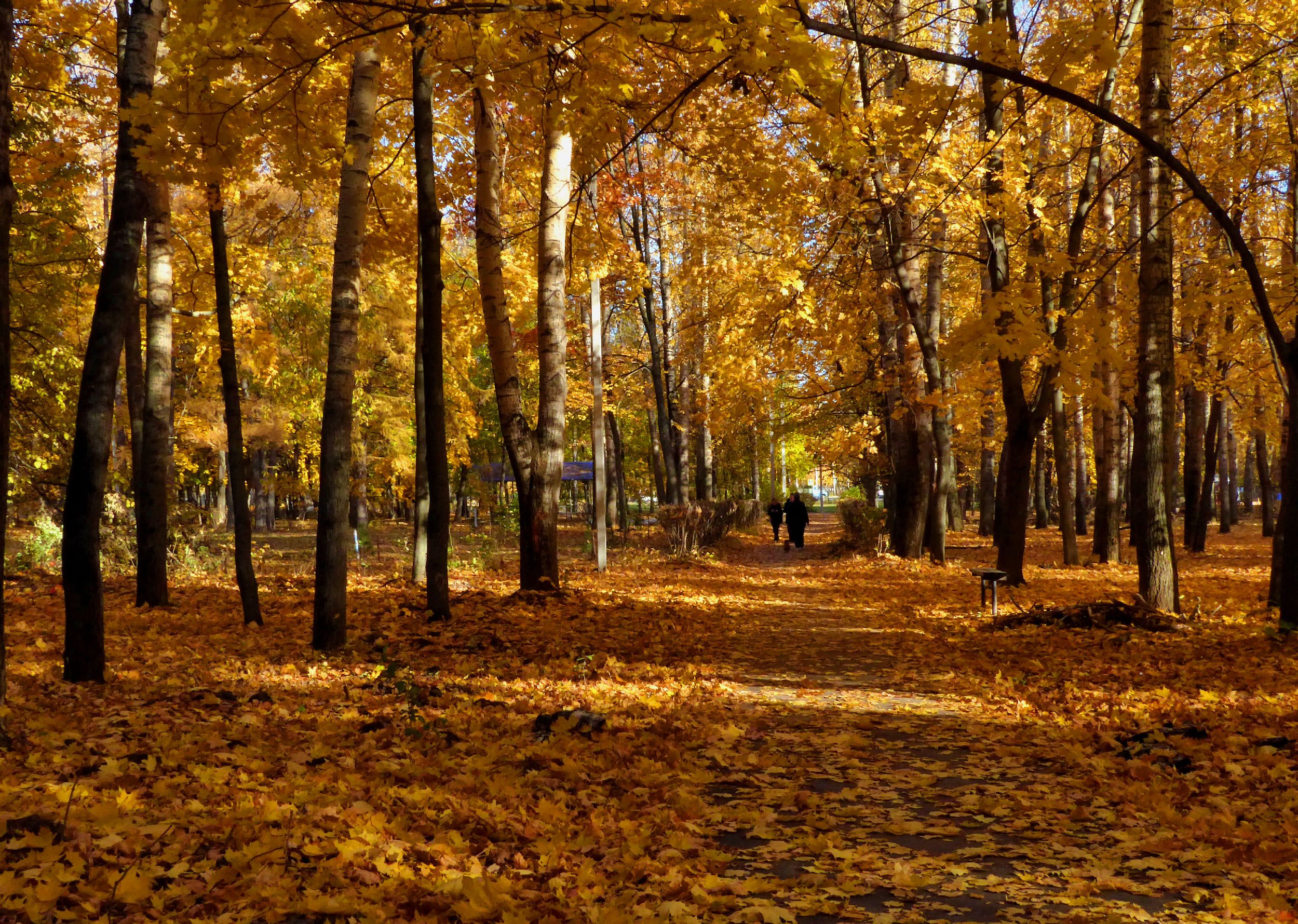 Золотая осень Курск