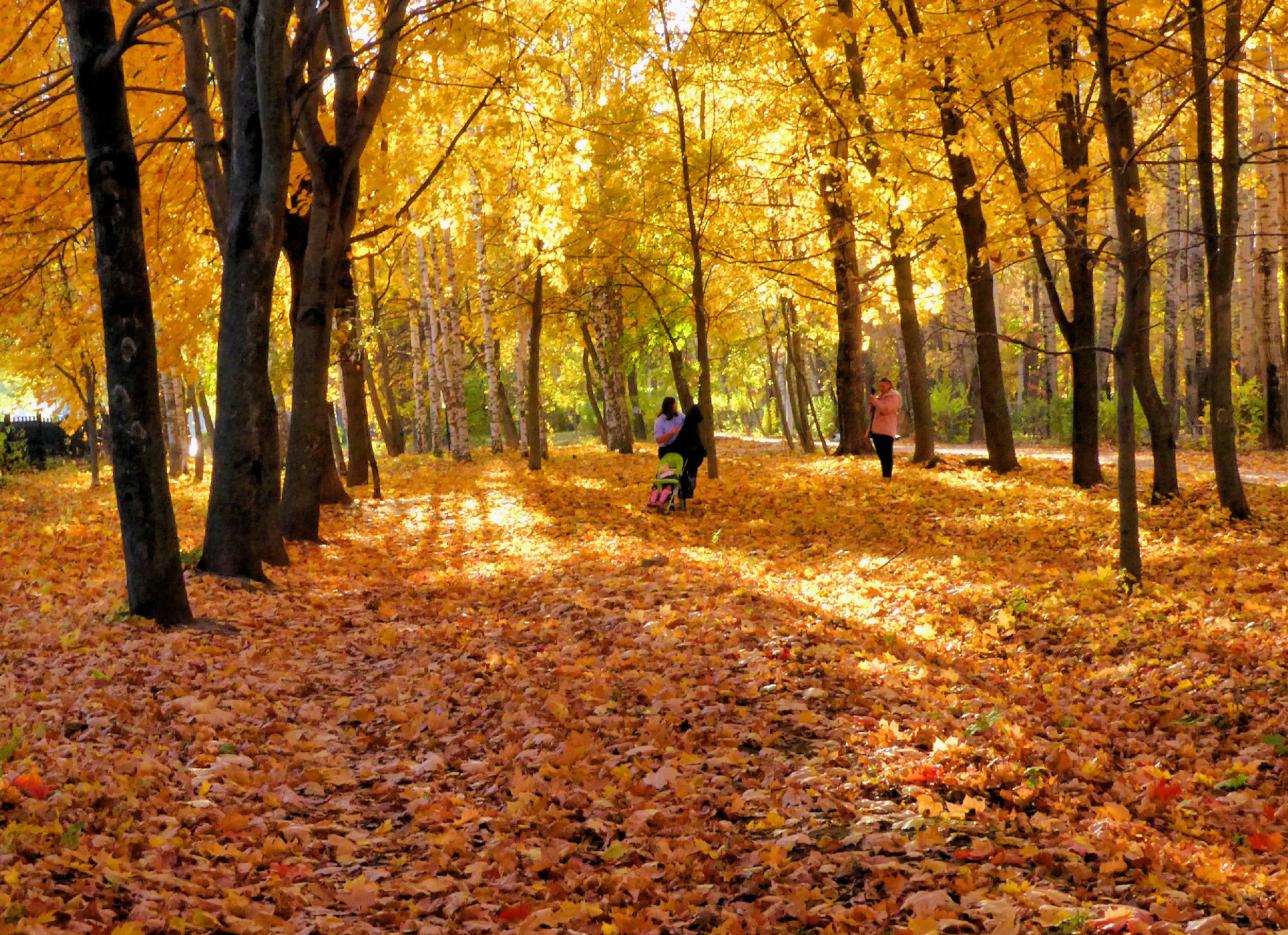 Осенний парк листопад