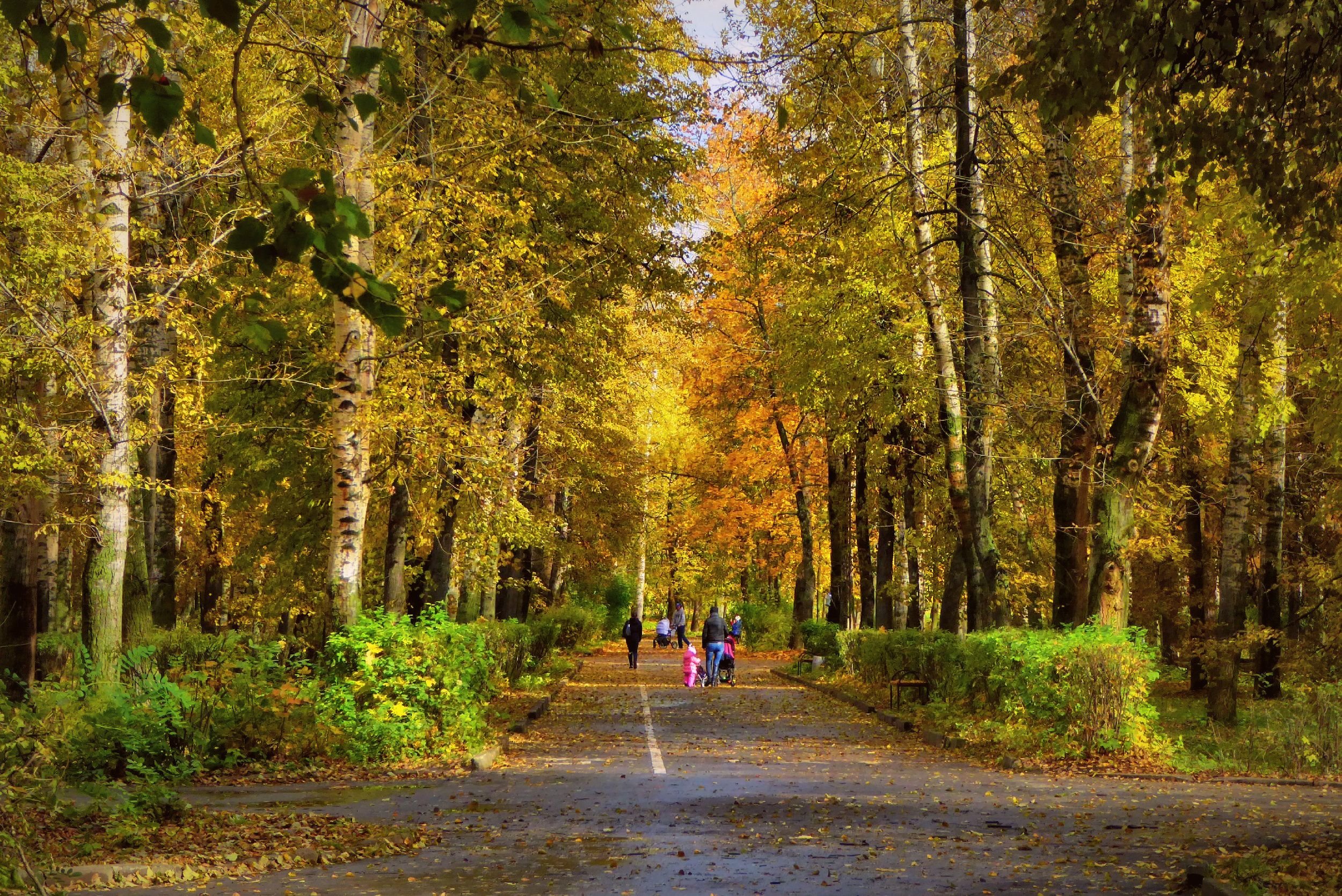 прогулка в осенний парк