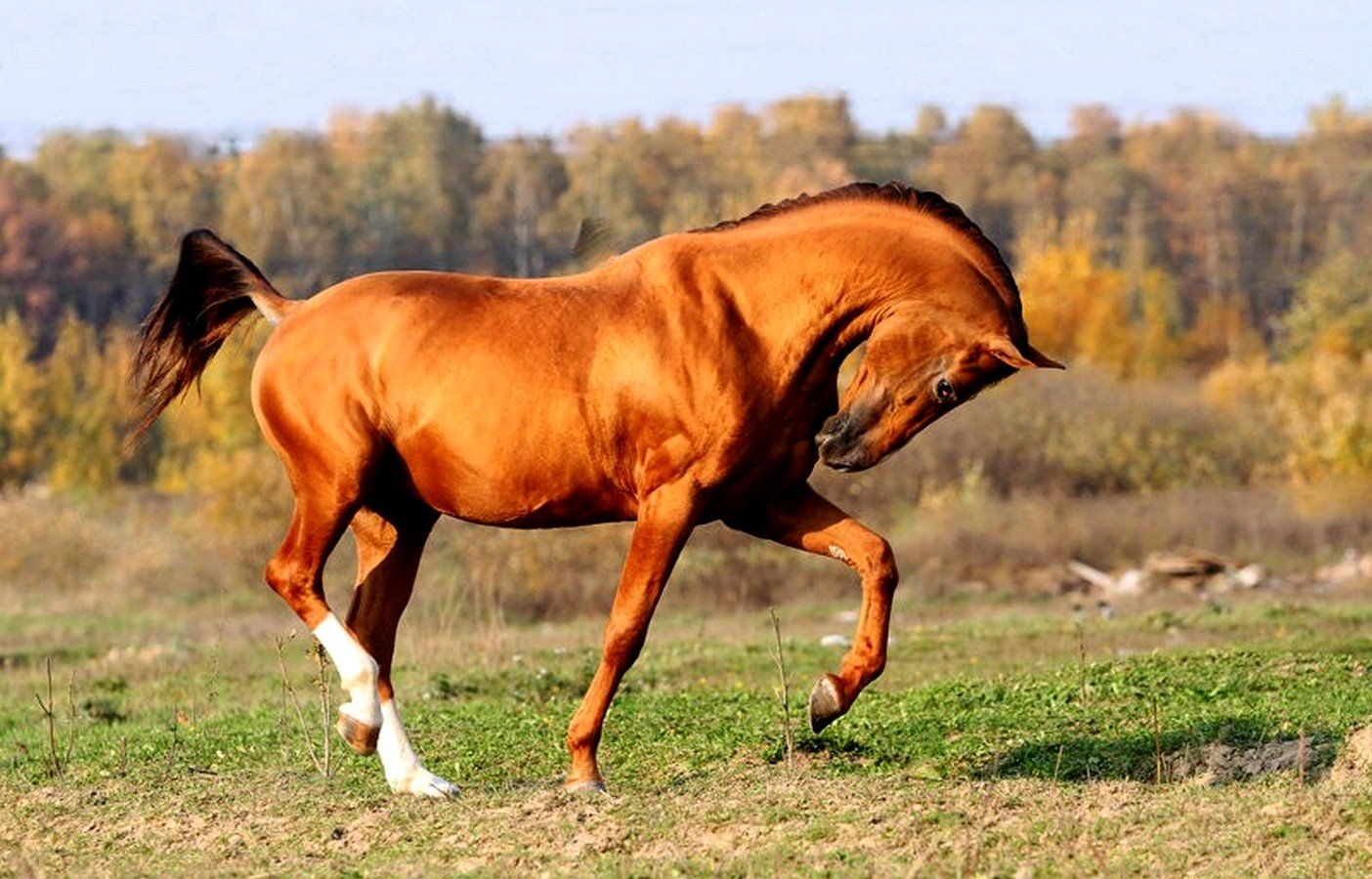 Дончак порода лошадей