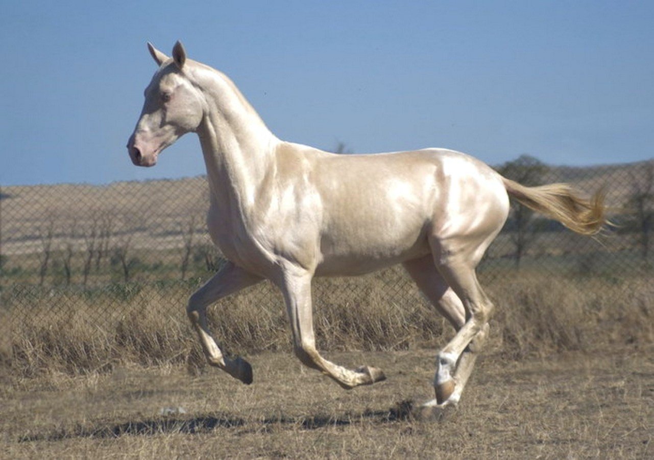 Ахалтекинская лошадь фото перламутровая