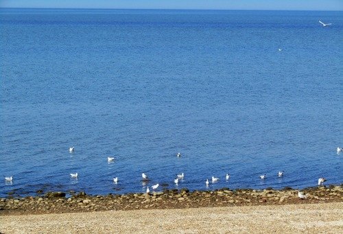 Море и чайки. Октябрь.