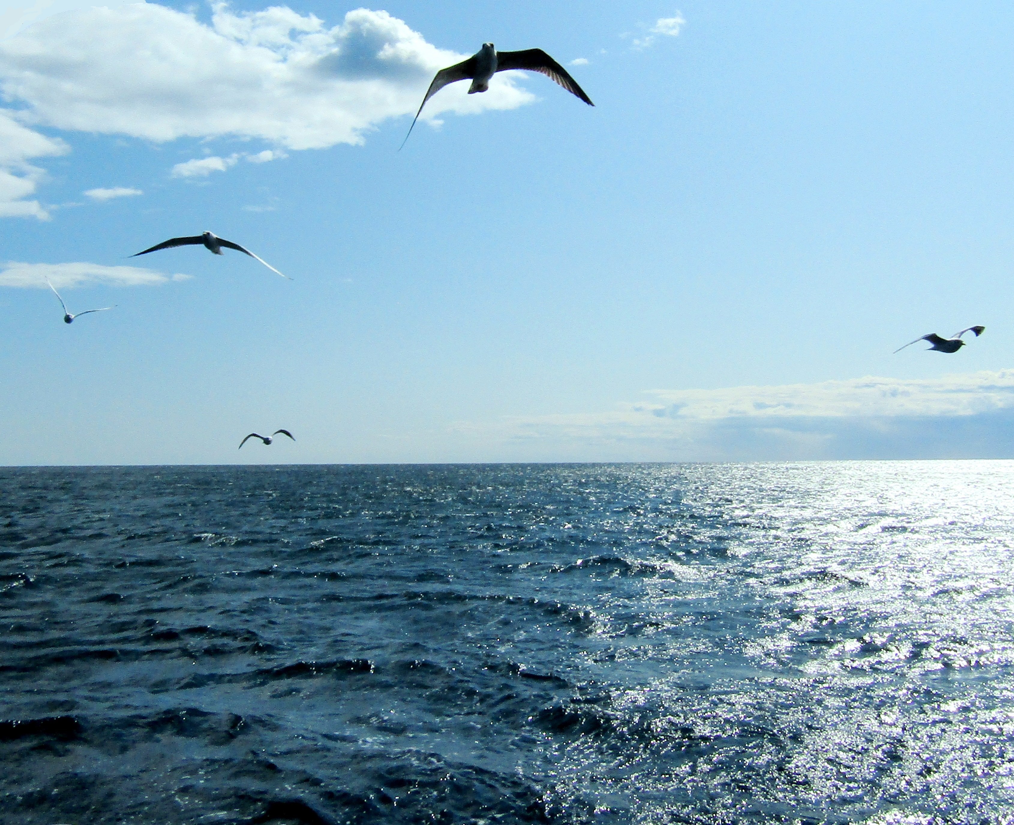 Птицы над морем