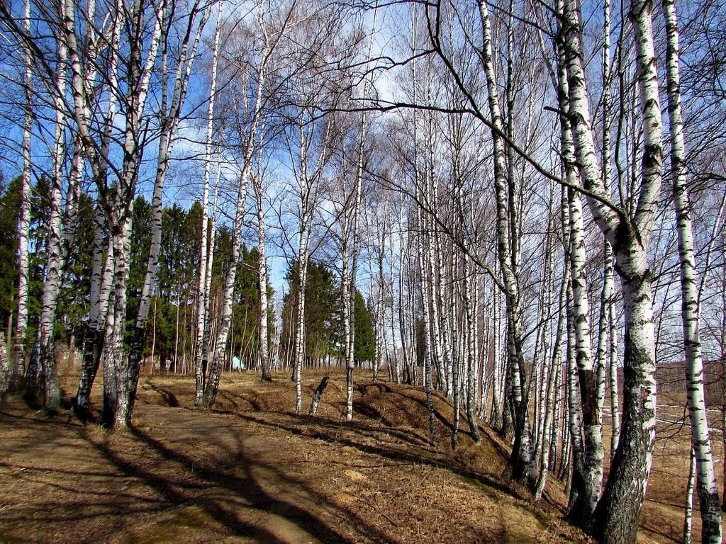 Фото леса весной реальное фото