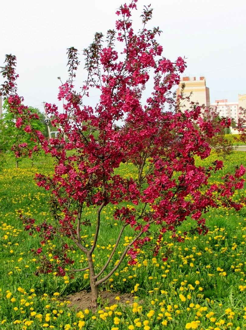 Яблоня декоративная пионерка. Яблоня китайка пионерка. Описание сорта пионерка. Яблоня китайка пионерка. Яблоня декоративная пионерка.