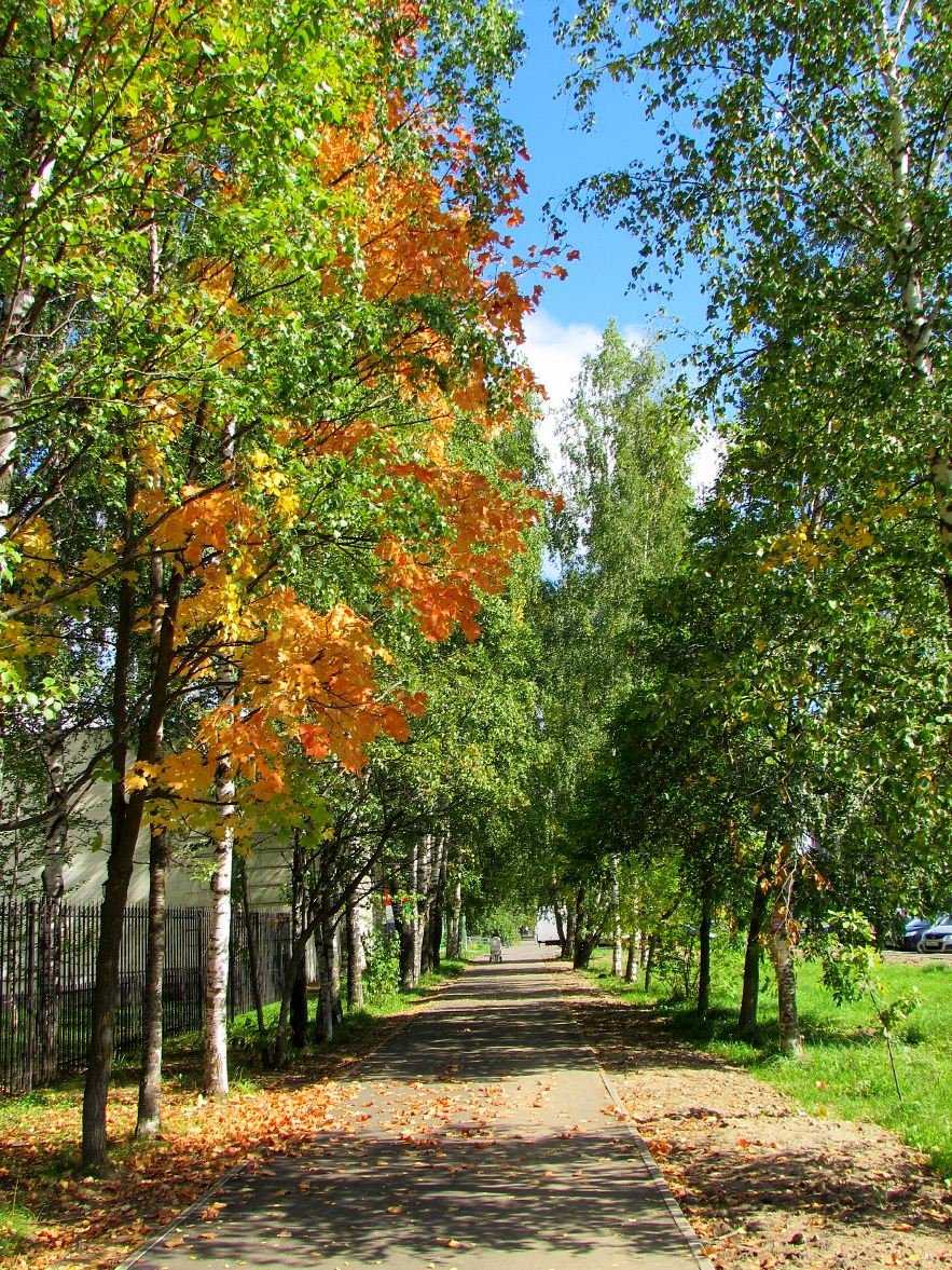 Август ранняя осень. Ранняя осень. Природа ранняя осень. Ранняя осень для детей. Осень ранняя осень.