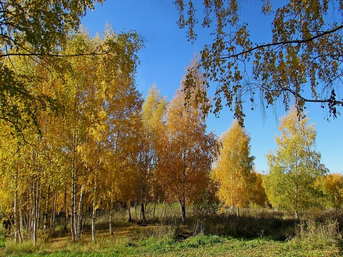 Погожая осень. С погожим осенним днем. Осенний день фото. Погожий день. Рябово осенний день.