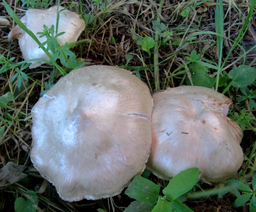 Не съедобные, но очень красивые грибы