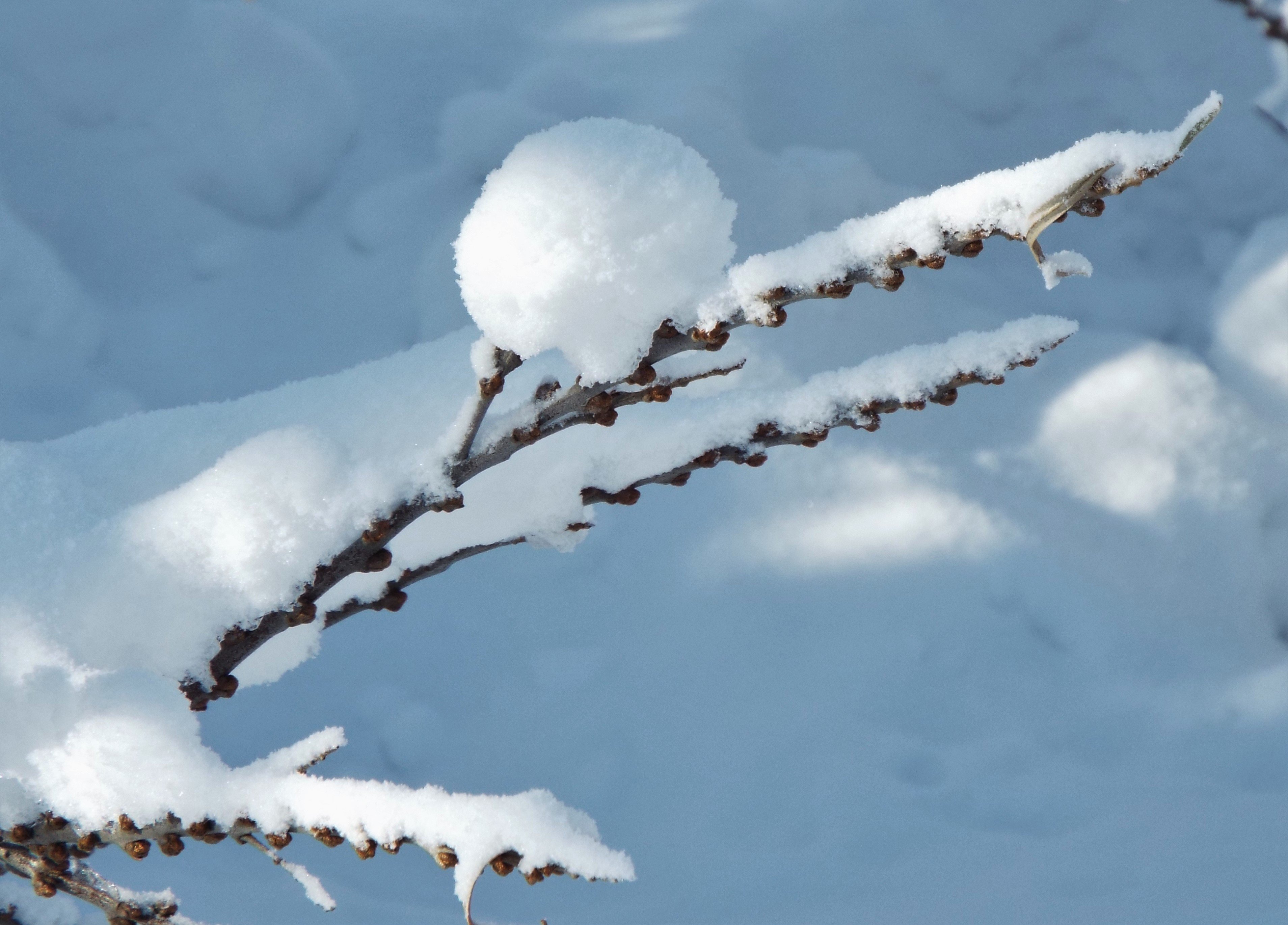 Снежный Колобок. Колобок зимой фото.