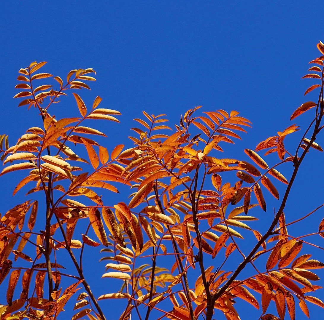 листья акации фото осенью