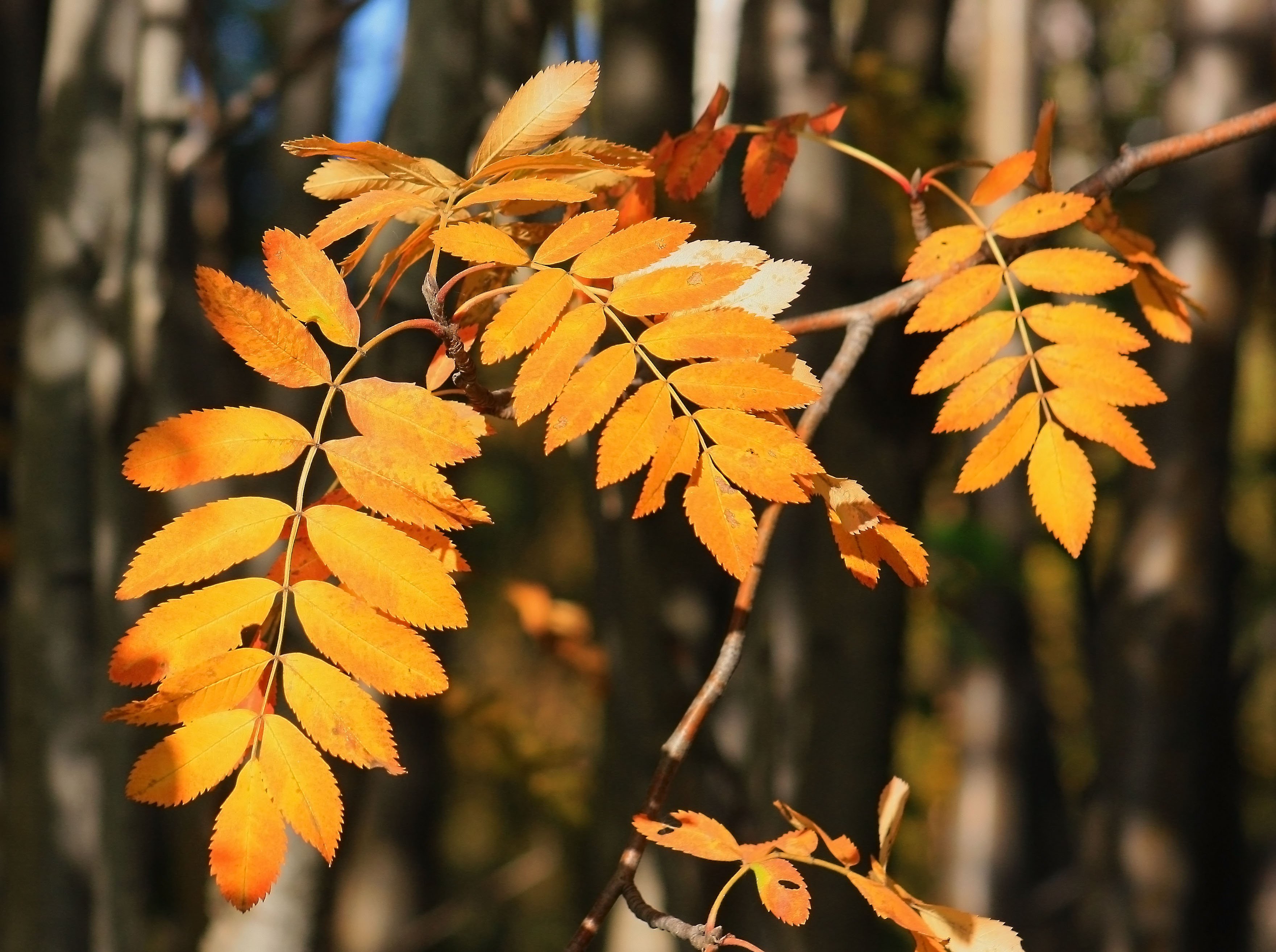 Листья деревьев осенью фото с названиями