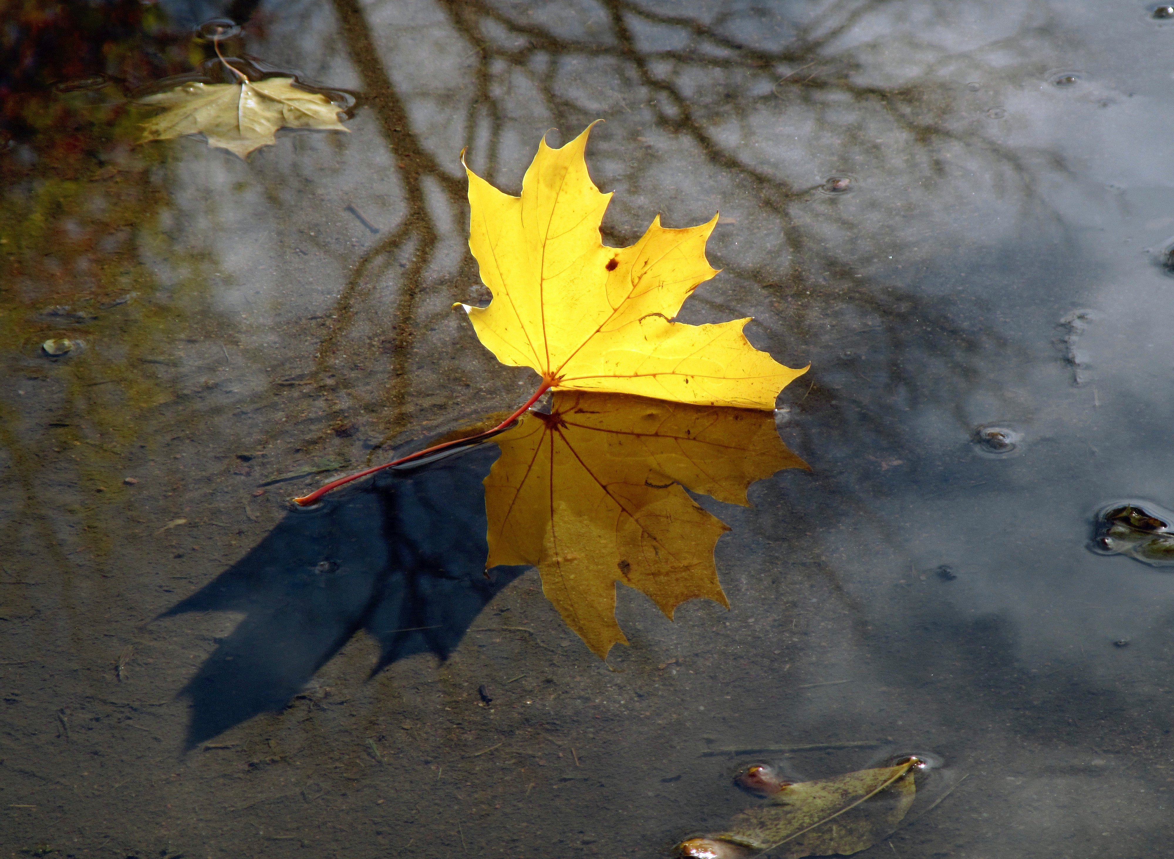 Листья желтые в пруду