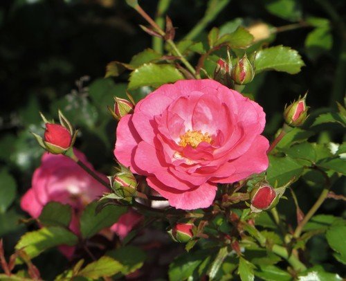 Сентябрьская роза
