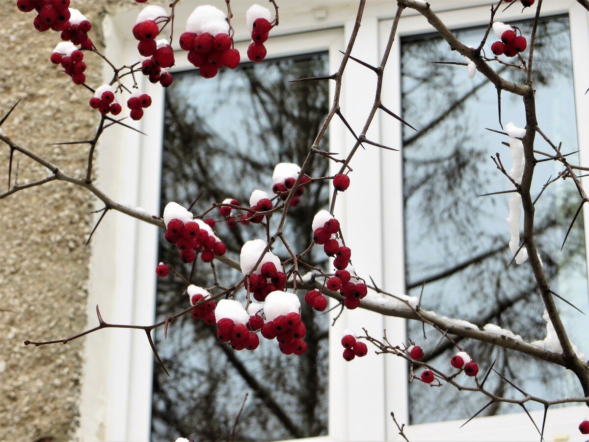 Ветка стучит в окно. Зима за окном. Зима ветки за окном. Ветки на окна. Зима постучалась в окно.