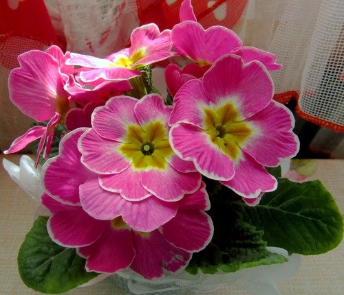 Розовая примула