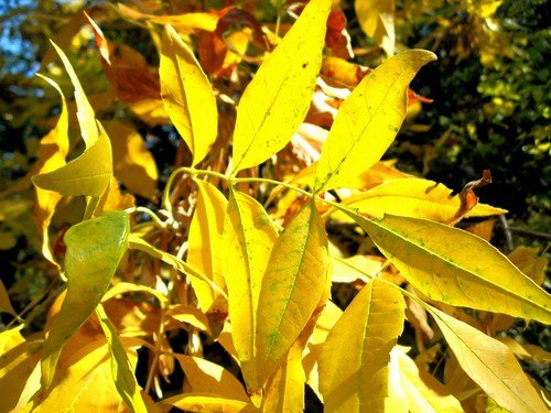 Листья желтые