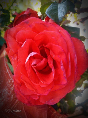ПреКрасная роза