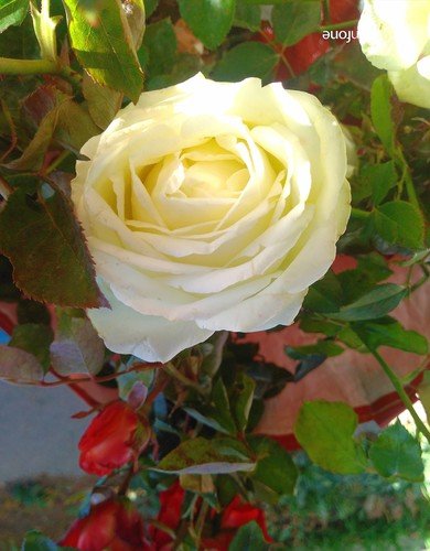 Белая роза..