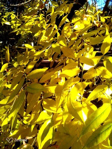 Золото листьев