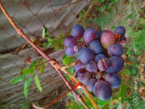Последняя гроздь винограда.