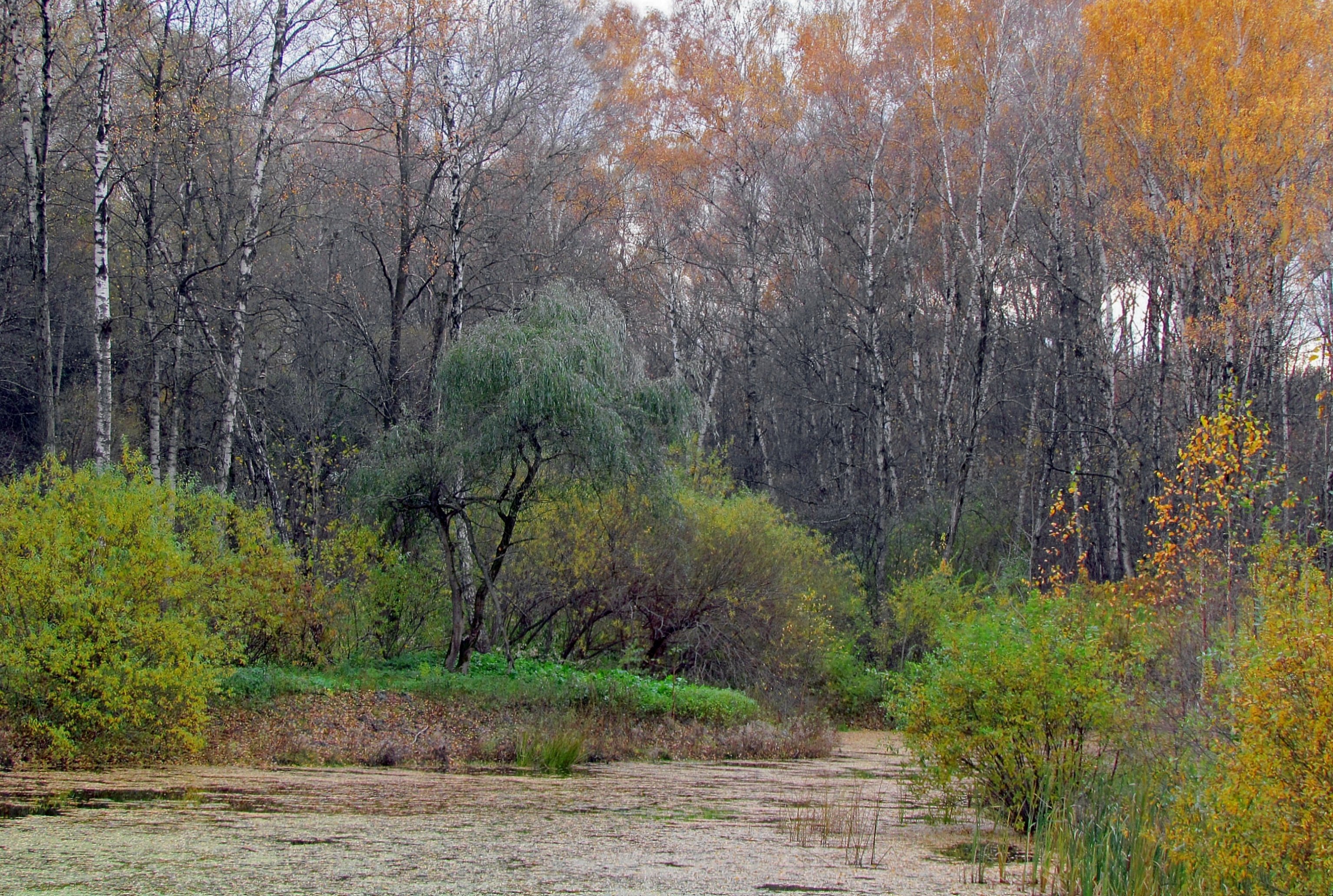 Лесное фото саранск