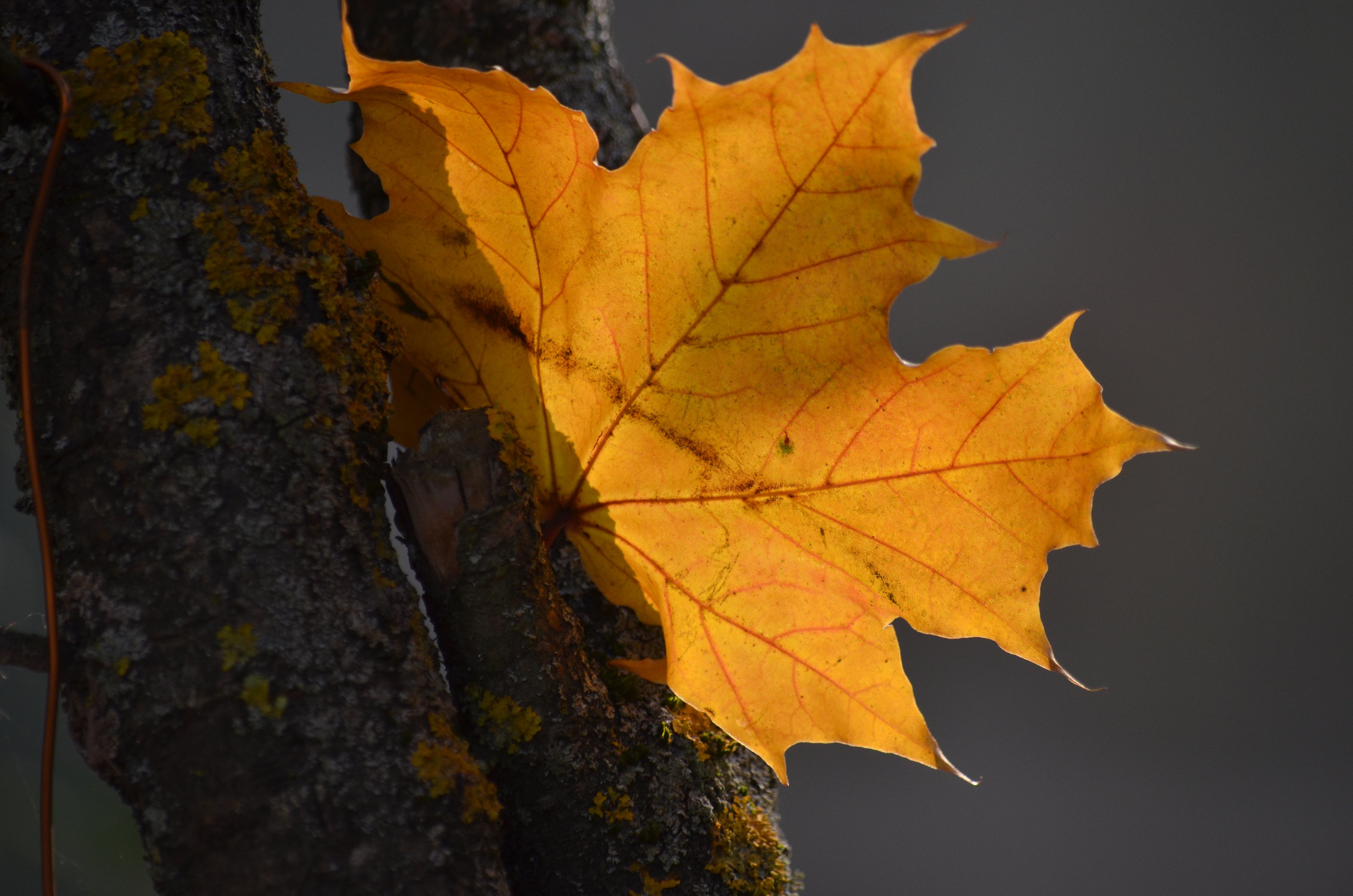 Разбрасывает листья. Autumn Letters.