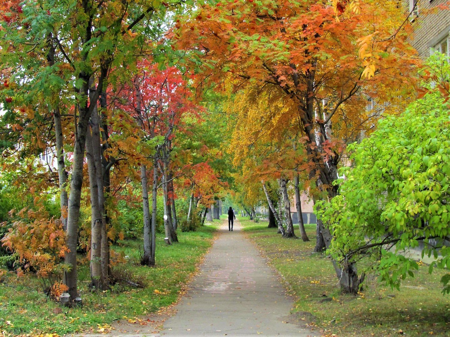Парк Кленовая аллея осенью