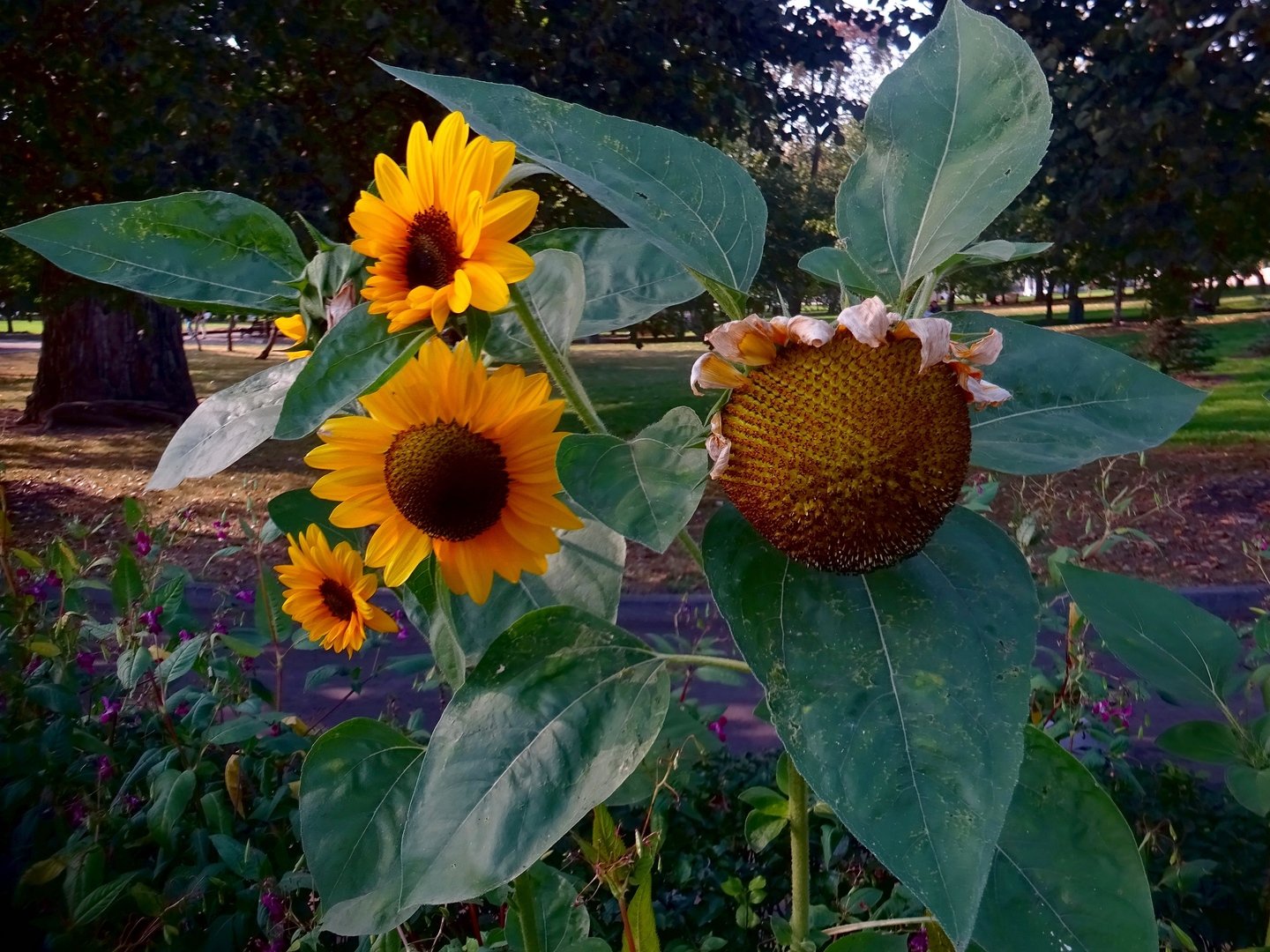 подсолнухи москва. мансурово подсолнухи новорижское шоссе. подсолнухи москва. подсолнух тц москва бульвар рокоссовского. поле подсолнухов брянск местоположение 2023.