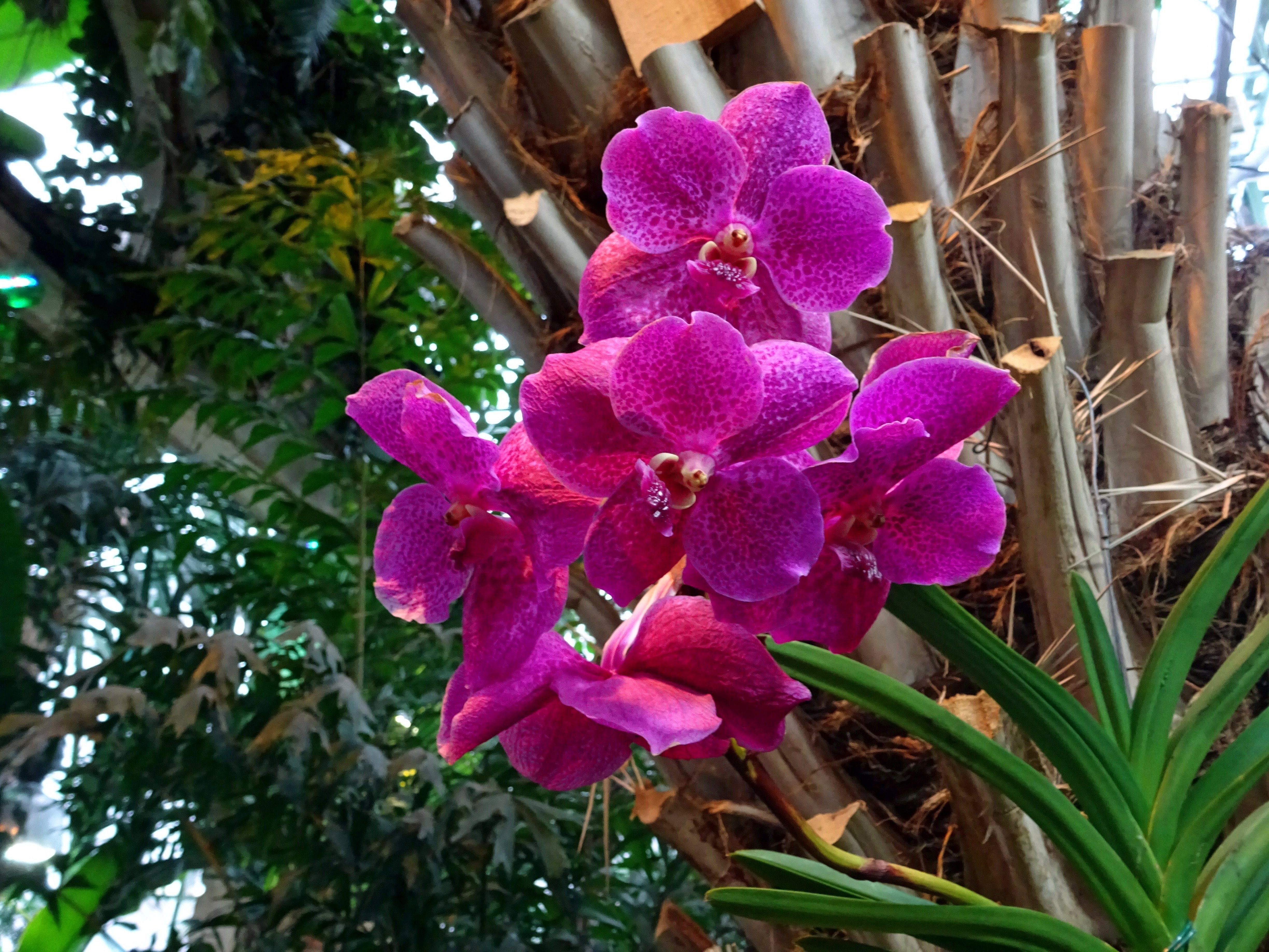Орхидея Ванда в дикой природе