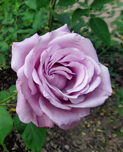 Роза Шарль де Голь