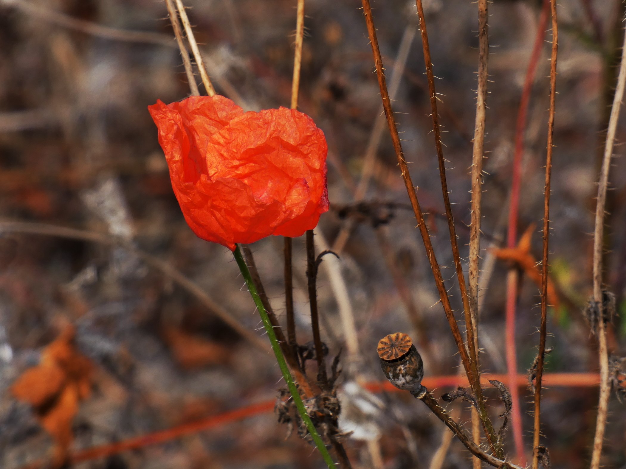 Последний мак. Осенний Мак. Mohn.