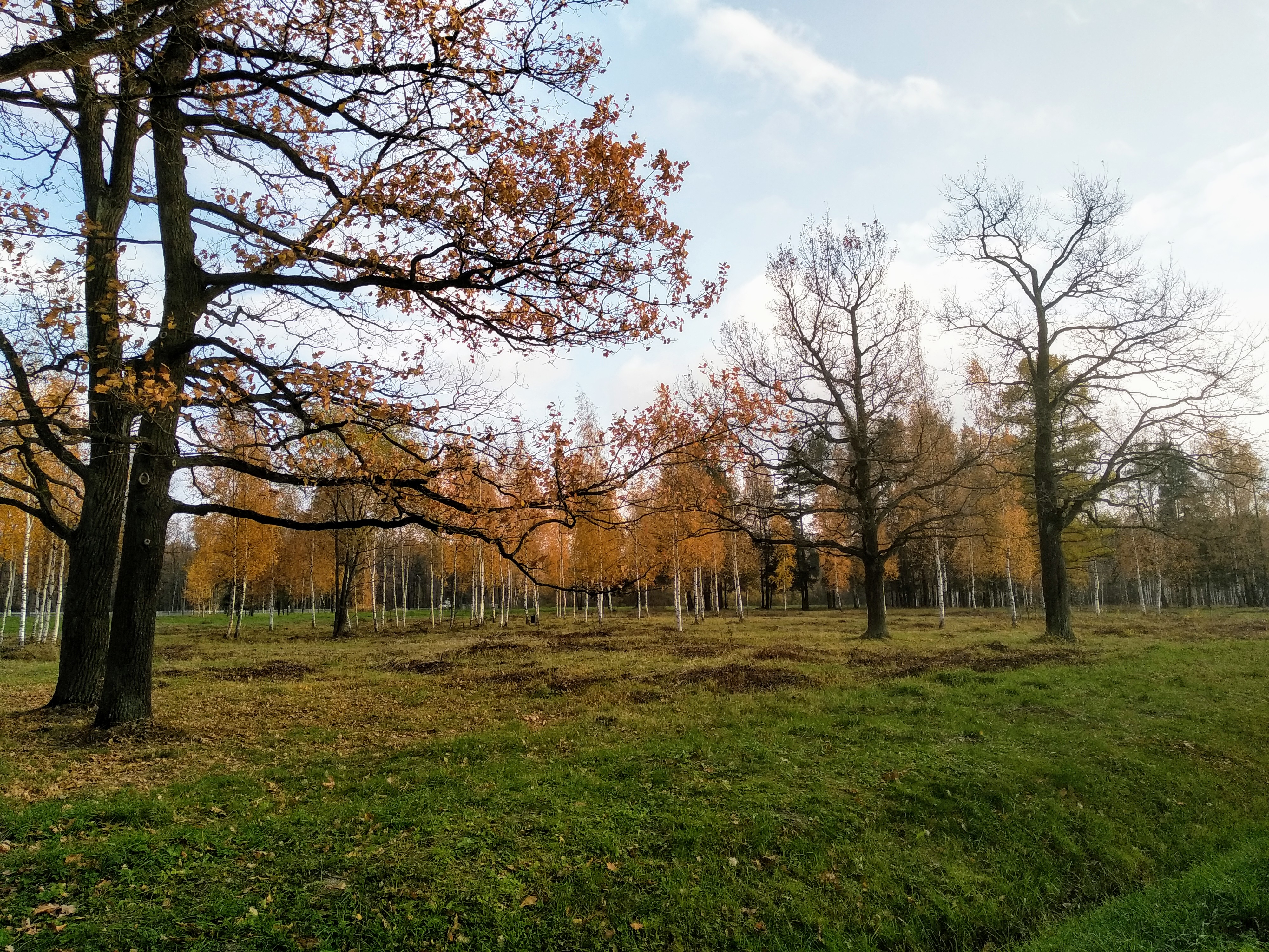 Баболовский парк фото