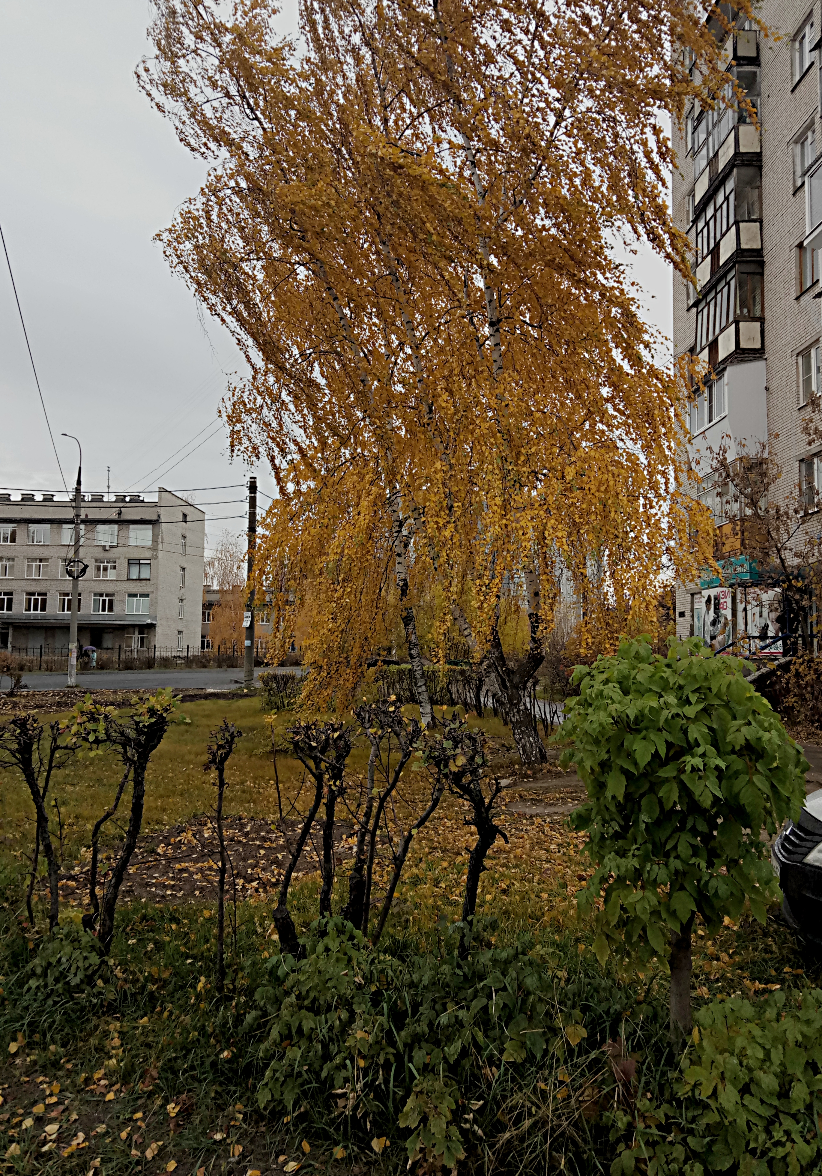 Порывистый осенний ветер. Ветер фото. Ветер в городе картинки. Осень ветер в городе фото. Орхидея осенний ветер фото.