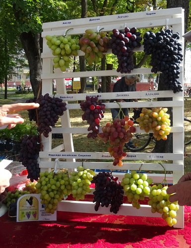 Белорусский виноград