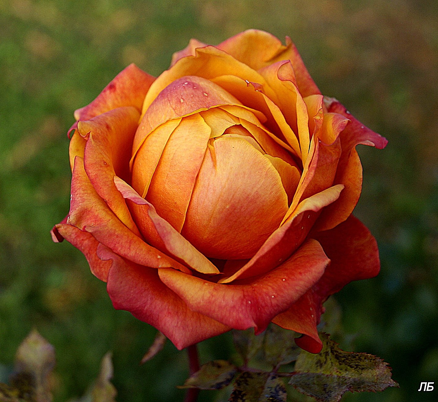 Роза Золотая (60 см.)