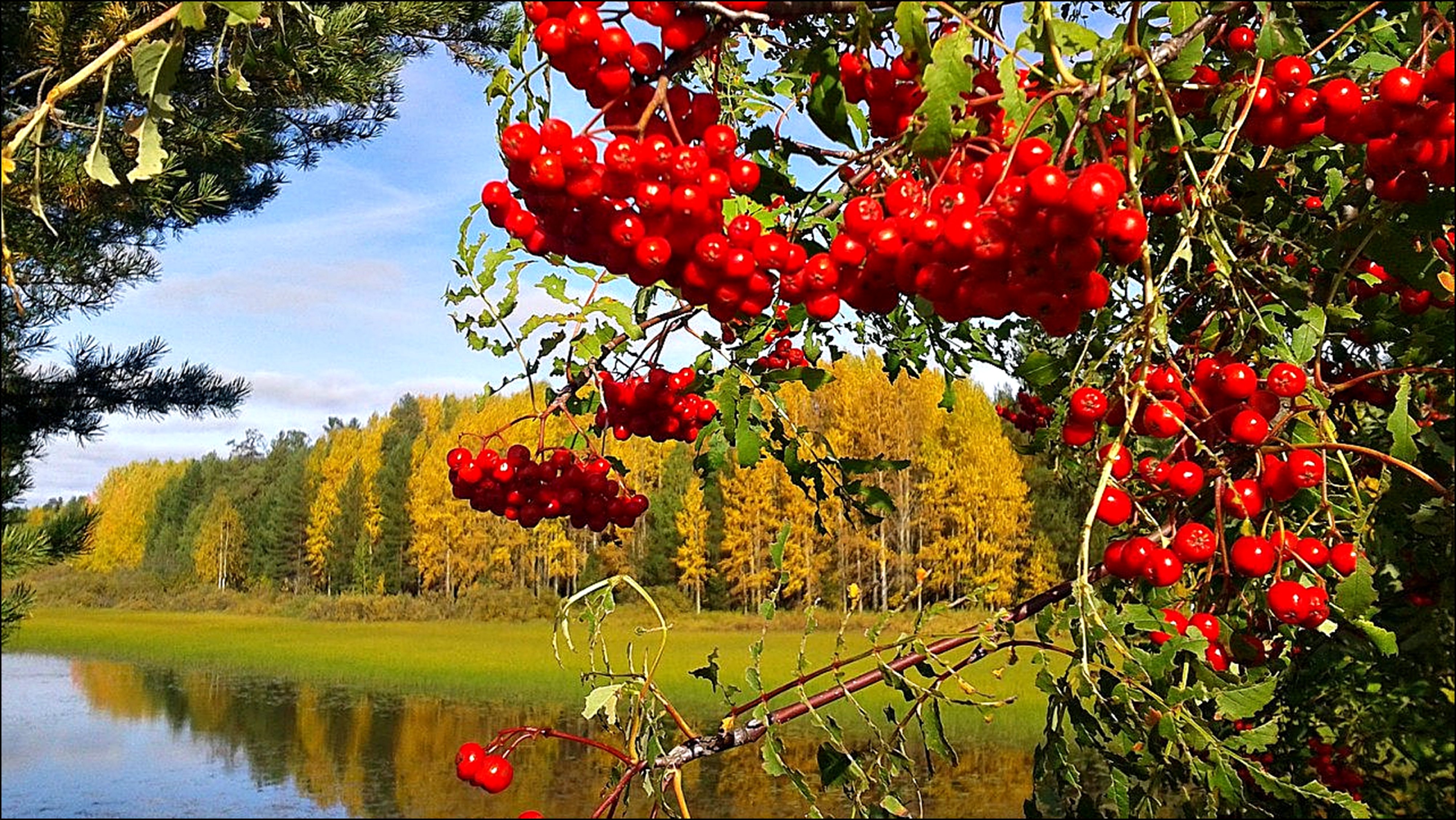 Ой калина ой калина в поле. Капина красная рябина красная. Пейзаж с рябиной. Осенняя рябина. Фристайл Рябинушка.